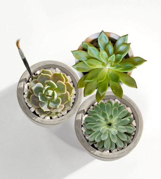 image of Mini Mod Succulent Desktop Plant Collection 