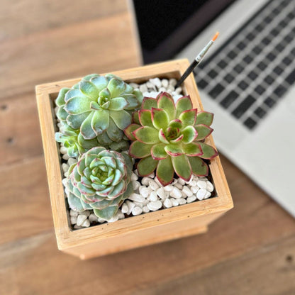 Succulent Desktop Garden