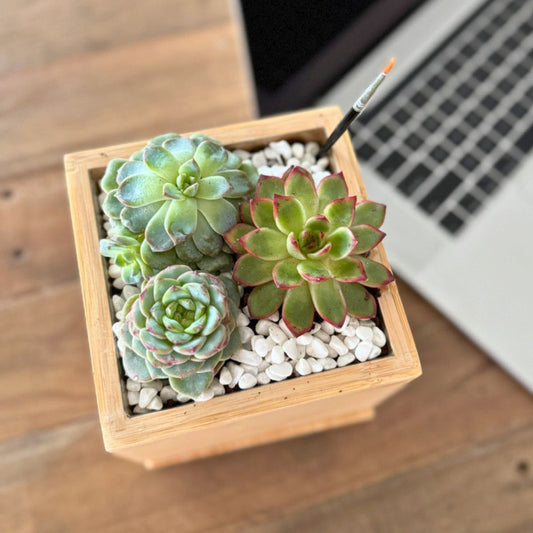 Succulent Desktop Garden image
