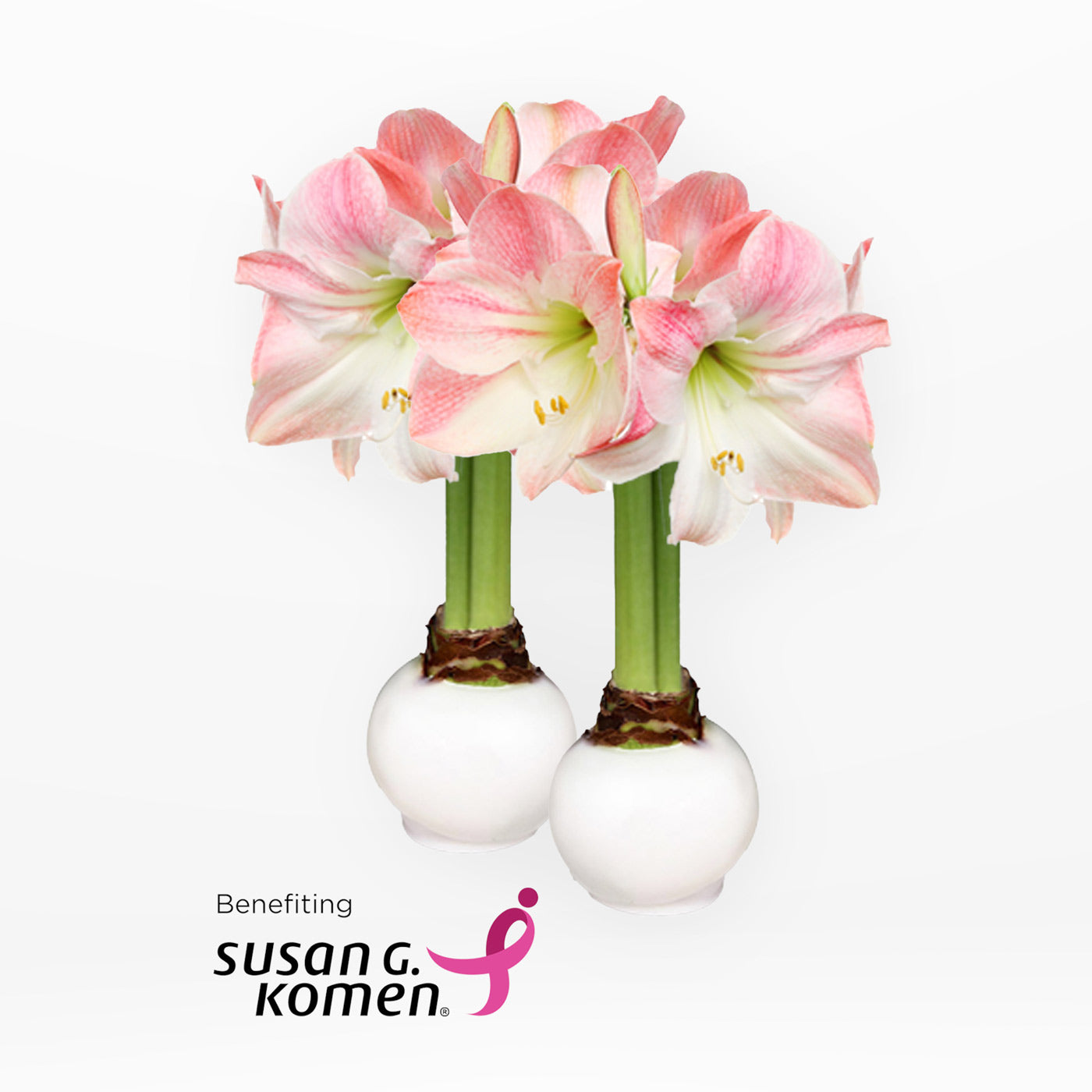 Hope Grows White Waxed Amaryllis Bulb Gift Set‎ in support of Breast Cancer Awareness Month