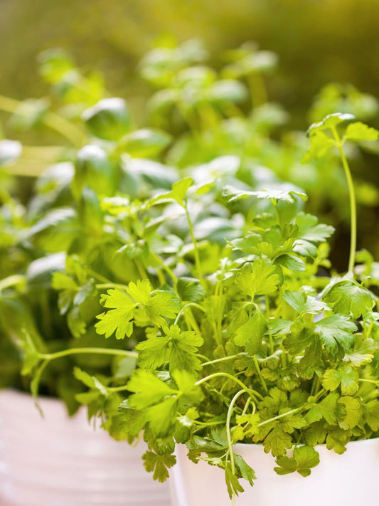 Taco Garden Plant Collection image