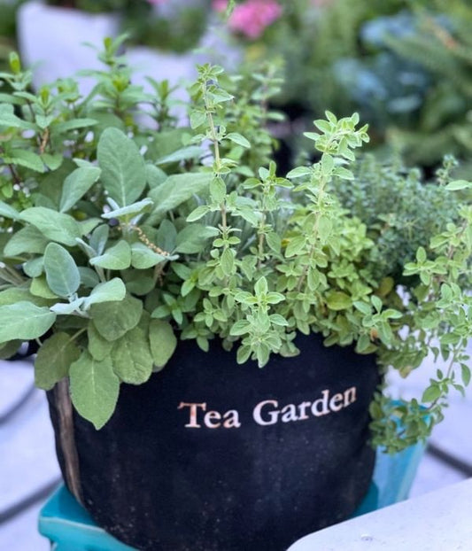 Tea Garden Kit‎ with seasonal herb plants image