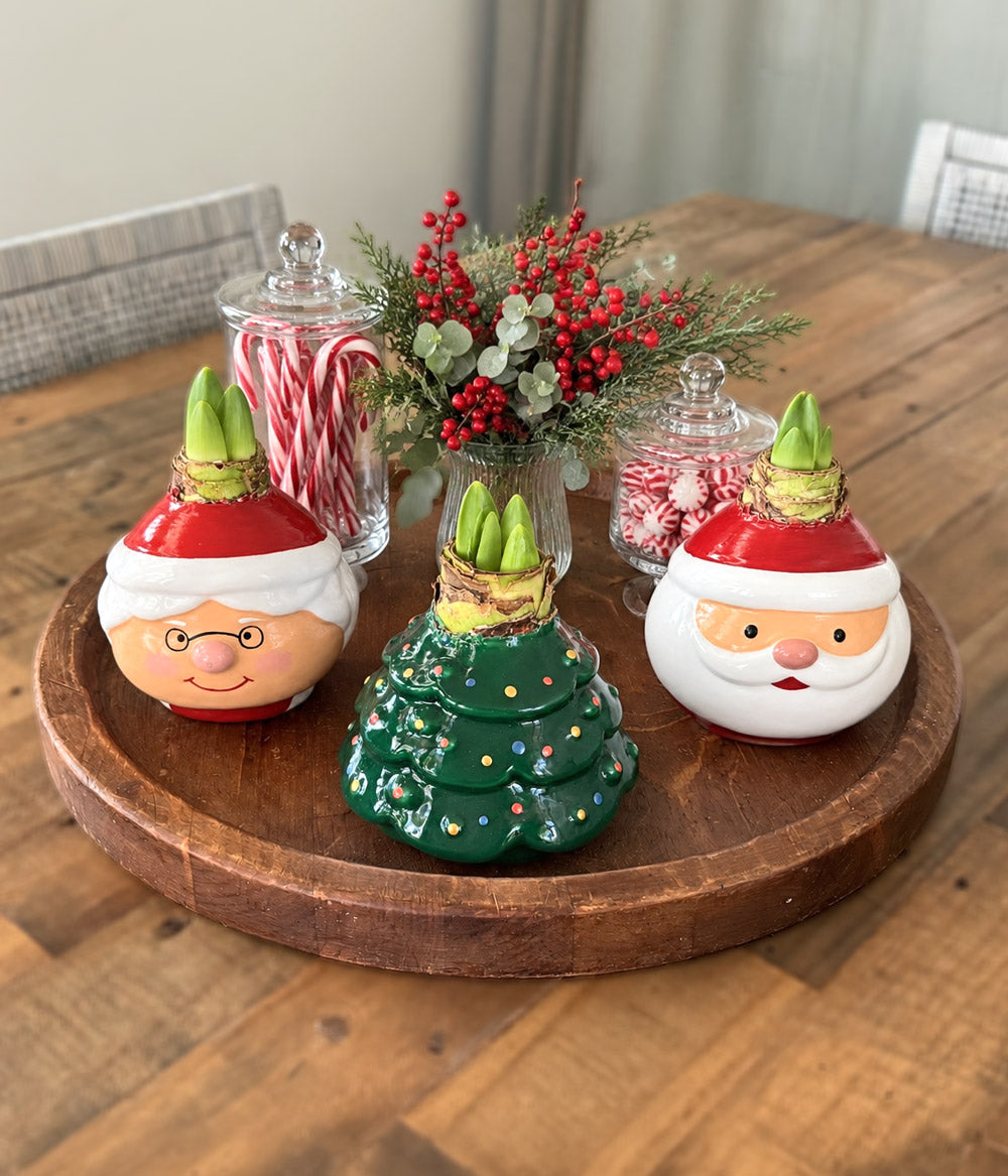 Christmas Tree Waxed Amaryllis Collector's Bulb‎ with sovereign blooms