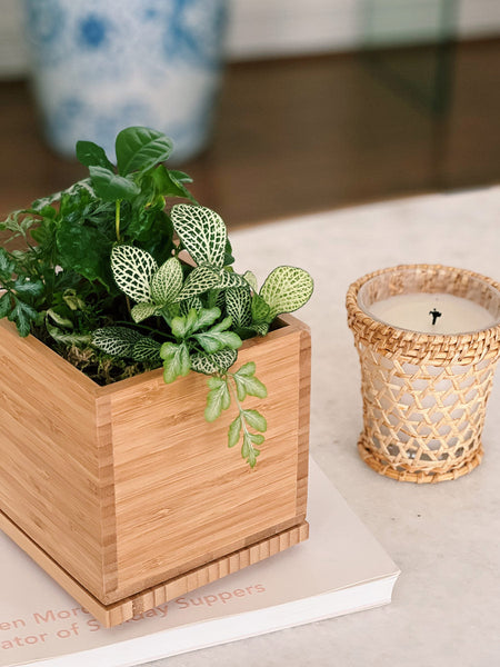 desktop plant pot GARDENUITY Indoor Tropical Desktop Garden Kit with 3-Plants in 5 in. Sustainable Bamboo Planter