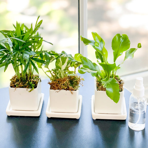 hydroponic tropical plants Tropical Trio Desktop Plant Collection Set of 3