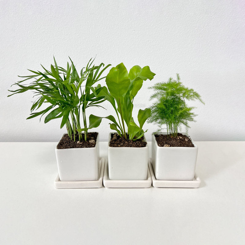 Tropical Trio Desktop Plant Collection