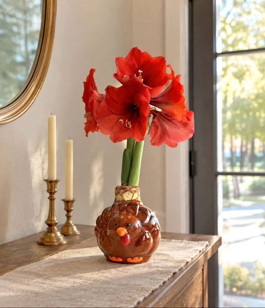 Turkey Waxed Amaryllis Collector's Bulb‎ with sovereign blooms image