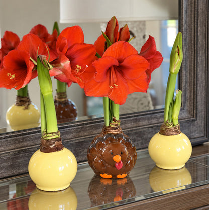 Turkey Waxed Amaryllis Collector's Bulb‎ with sovereign blooms
