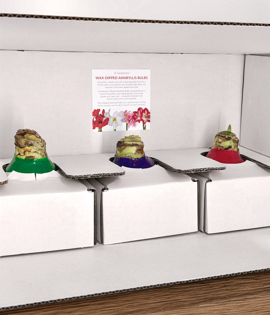 The Jewel Box Waxed Amaryllis Bulb Gift Set‎ with three minerva bulbs