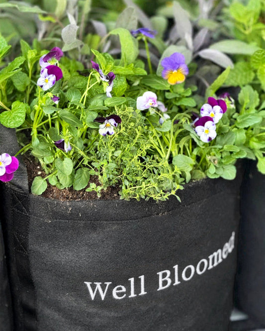The Well Bloomed Garden Kit‎ with edible flowers + herb plants image