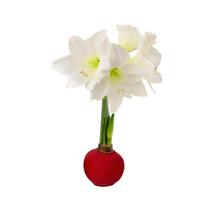 Winter Wax-Dipped Amaryllis Bulb‎ with white blooms