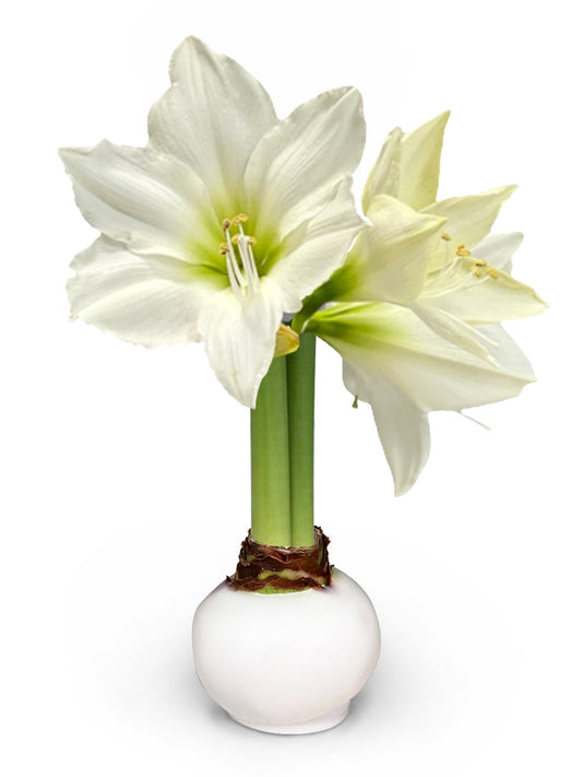 Winter Waxed Amaryllis Bulb with XL White Blooms