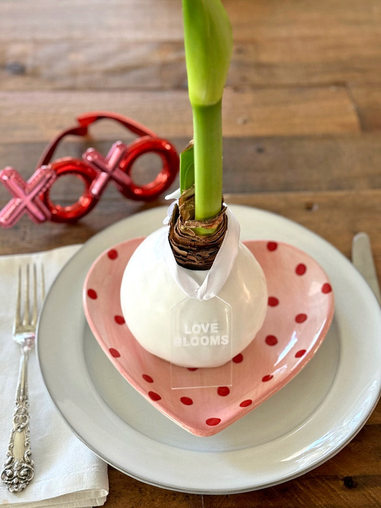 Winter Wax-Dipped Amaryllis Bulb‎ with white blooms