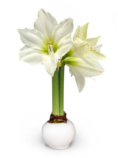 Winter Waxed Amaryllis Bulb‎ with white blooms