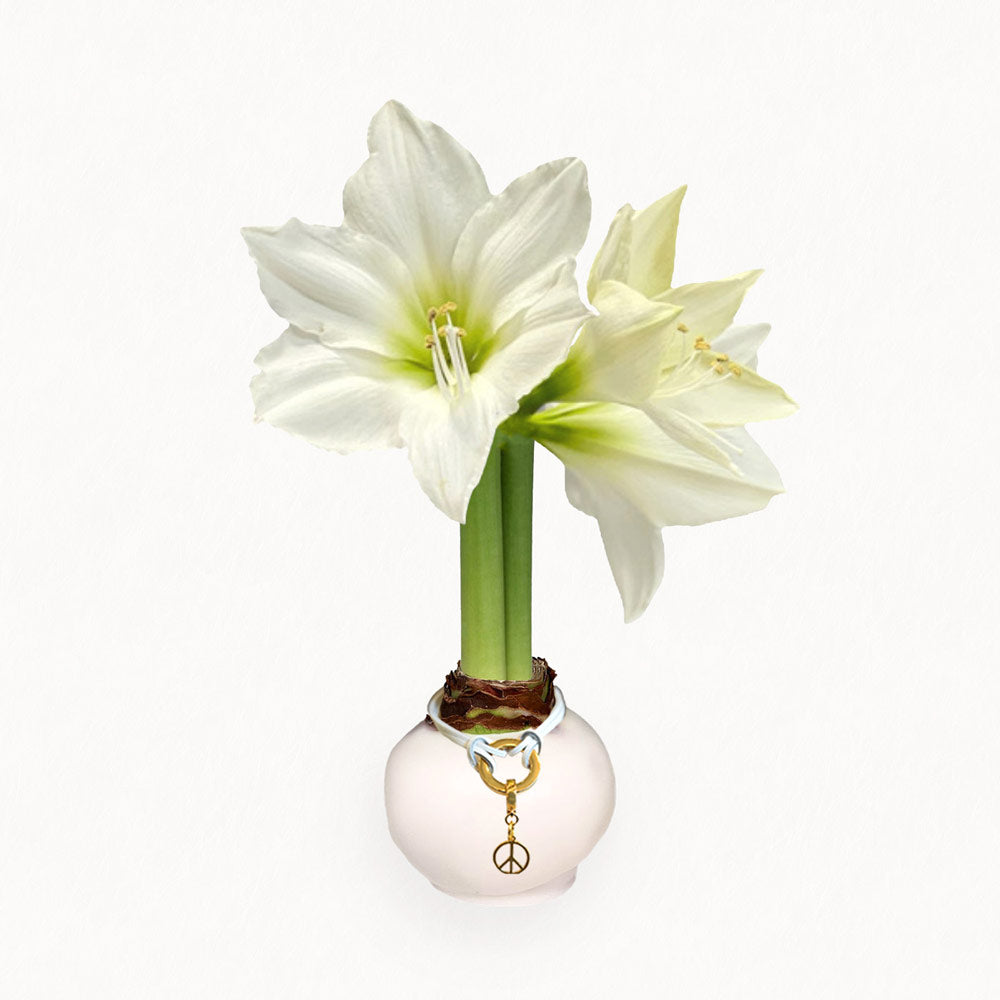 Winter White Waxed Bulb & Charm Bracelet Gift Set‎