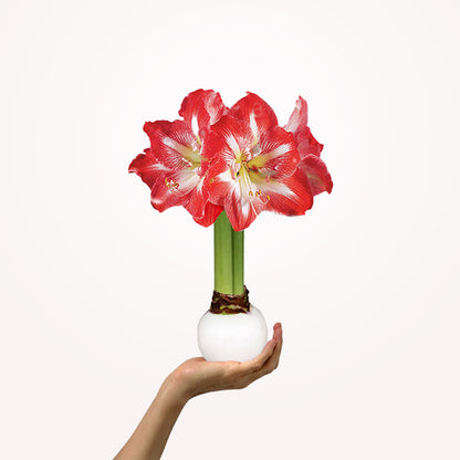 America250 Waxed Amaryllis Bulb Trio‎