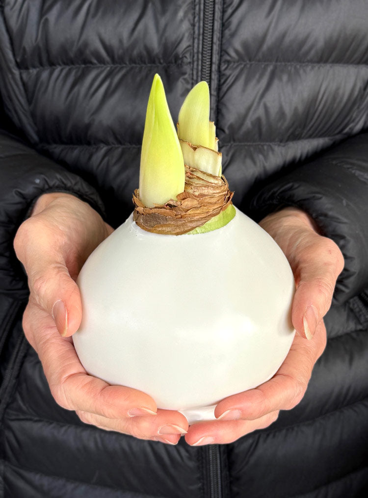 Winter Waxed Amaryllis Bulb‎ with bright white blooms