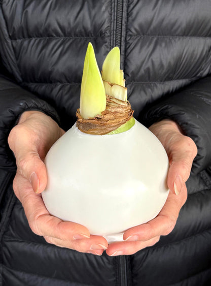 Winter Waxed Amaryllis Bulb‎ with bright white blooms