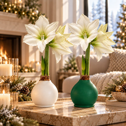 Winter Waxed Signature Amaryllis Bulb‎ with white blooms