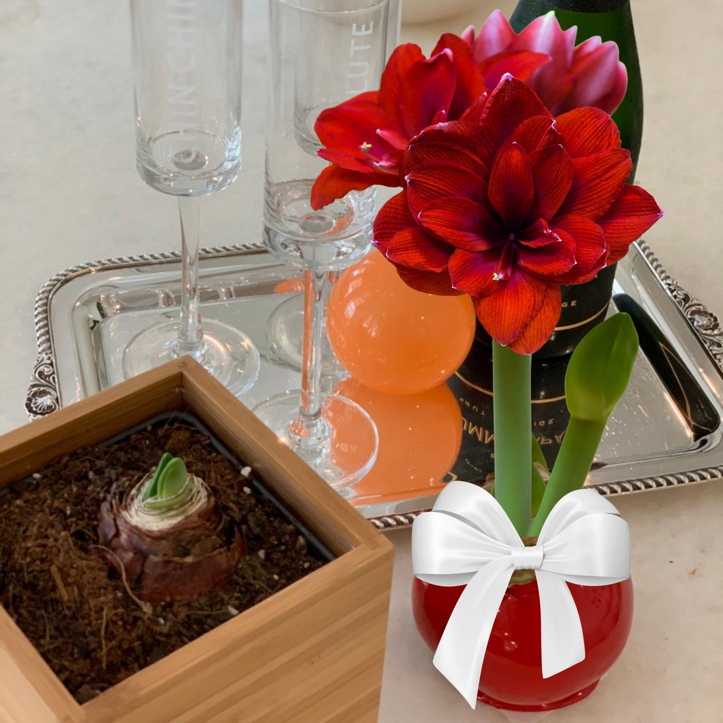 Red Waxed Amaryllis Bulb, Red Bloom Sold Out