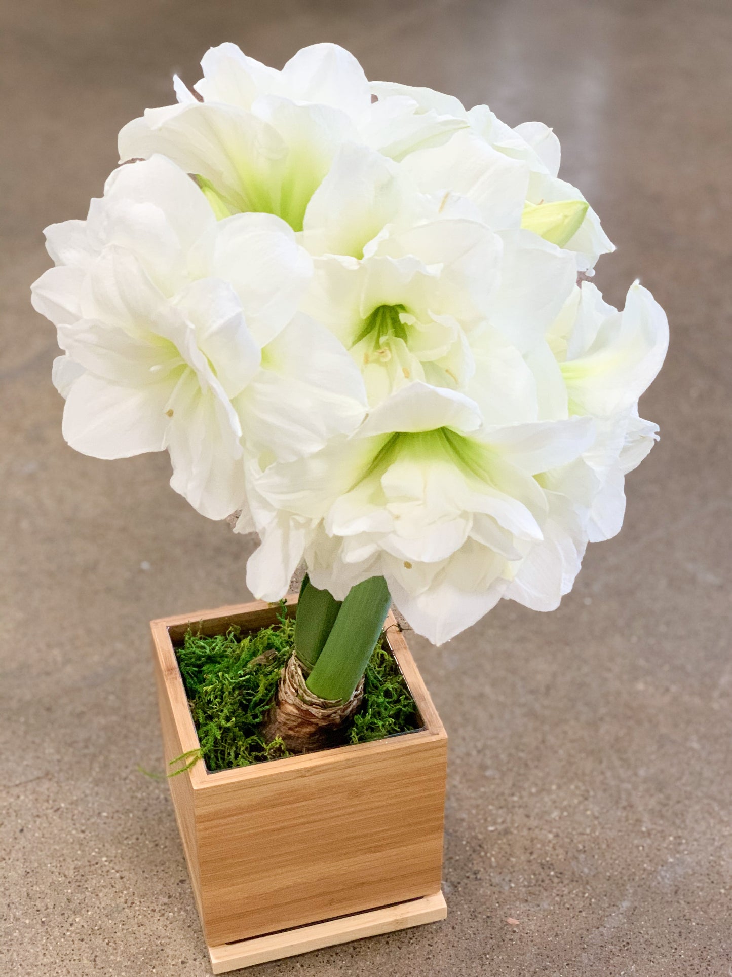 Double Blooming Alfresco Amaryllis in Bamboo Planter
