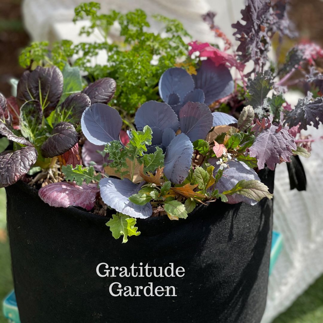 Gratitude Garden Kit‎ with leafy greens + seasonal herbs