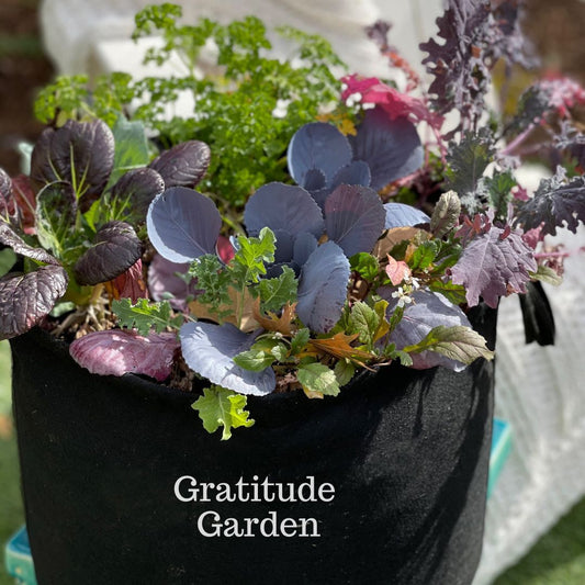 Gratitude Garden Kit with leafy greens & seasonal herbs