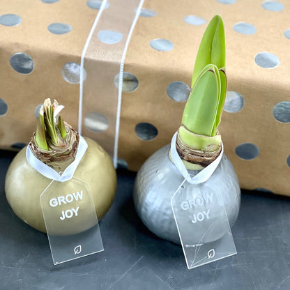 New Year's Bundle - Gold & Silver Waxed Amaryllis Bulb Duo - Sold Out