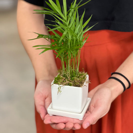The Nano: Tropical Indoor Garden in Ceramic Planter