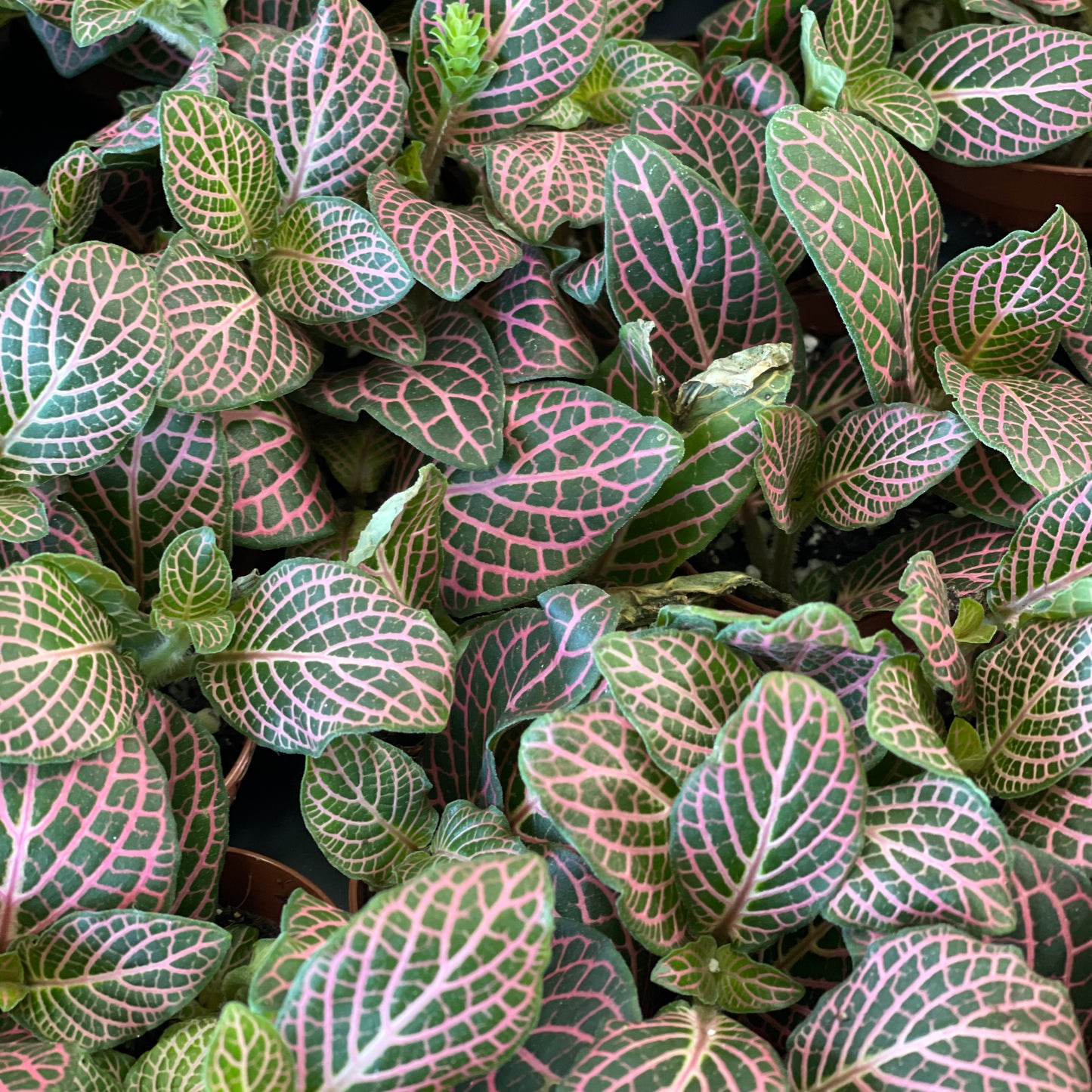 Pink Tropical Desktop Garden