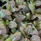 The Pink Tropical Desktop Garden