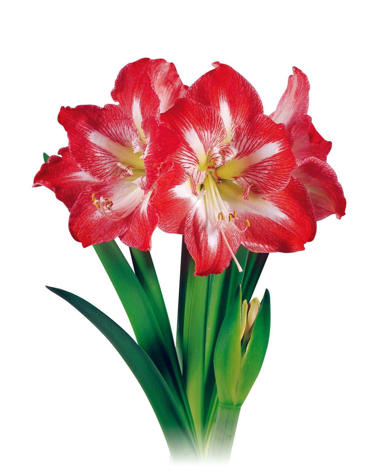 Red Waxed Amaryllis Bulb, Red Bloom Sold Out