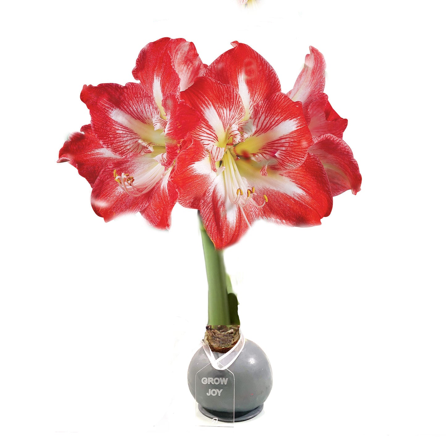 Silver Waxed Amaryllis Bulb, Red Bloom - Sold Out