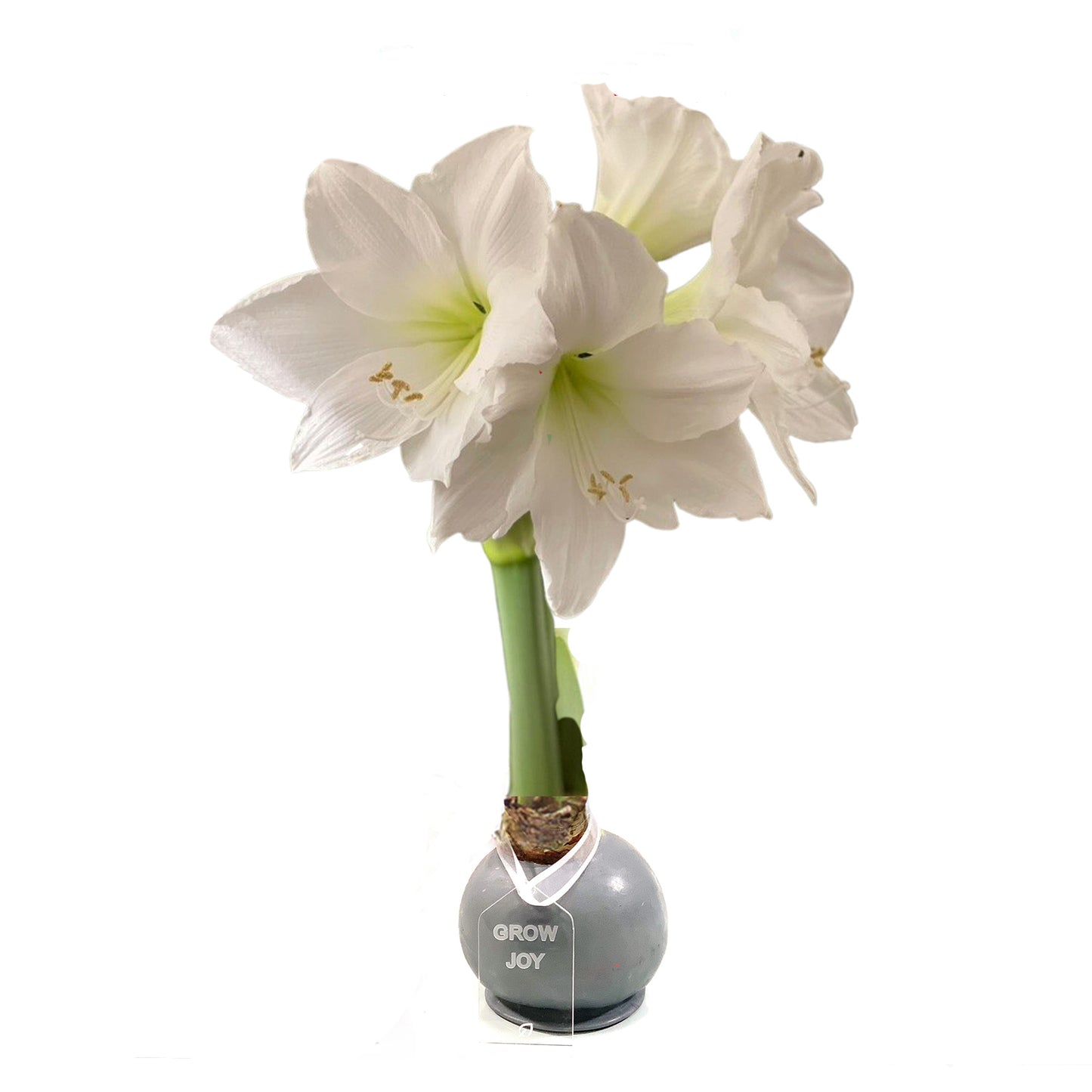 Silver Waxed Amaryllis Bulb, Red Bloom - Sold Out