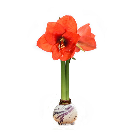 Marbled Lilac Swirl Waxed Amaryllis Bulb, Sovereign Bloom - Goody