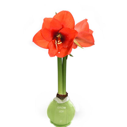 Mint Waxed Amaryllis Bulb with Sovereign Bloom