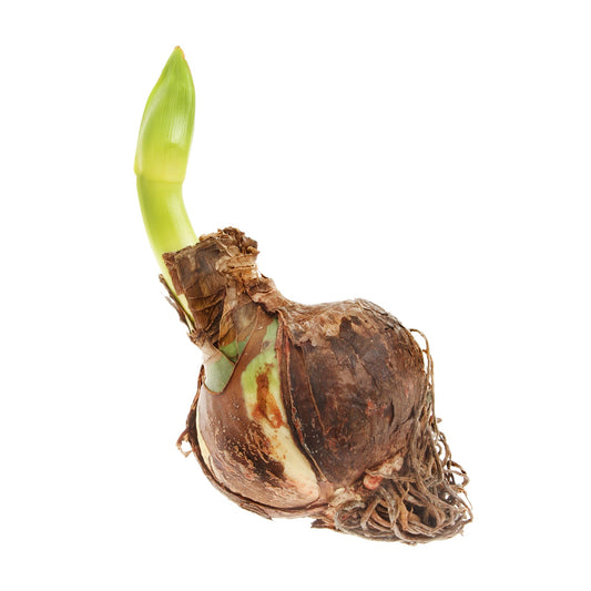 Unplanted Alfresco Amaryllis Bulb