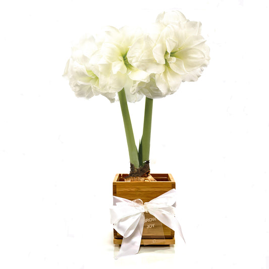 Double Blooming Alfresco Amaryllis in Bamboo Planter