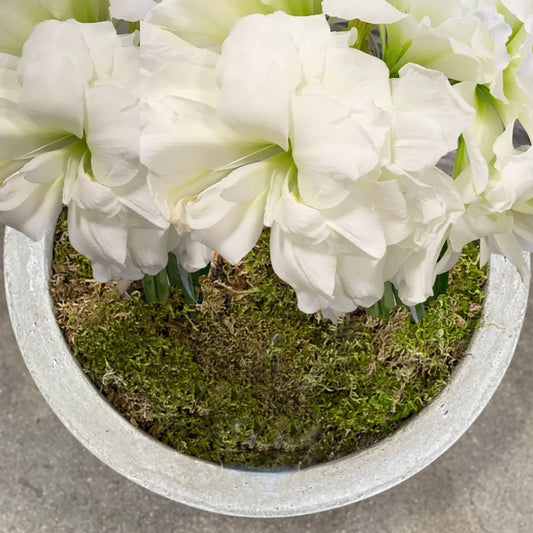 Bowl of White Blooms with alfresco amaryllis bulbs