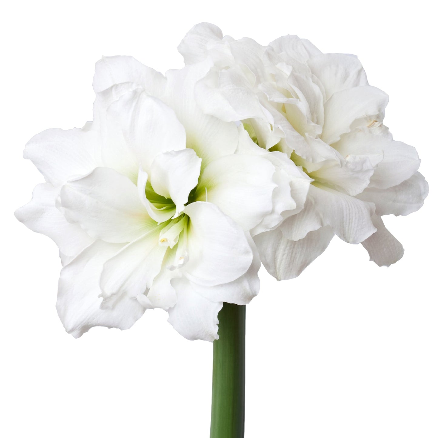 Bowl of White Alfresco Blooms
