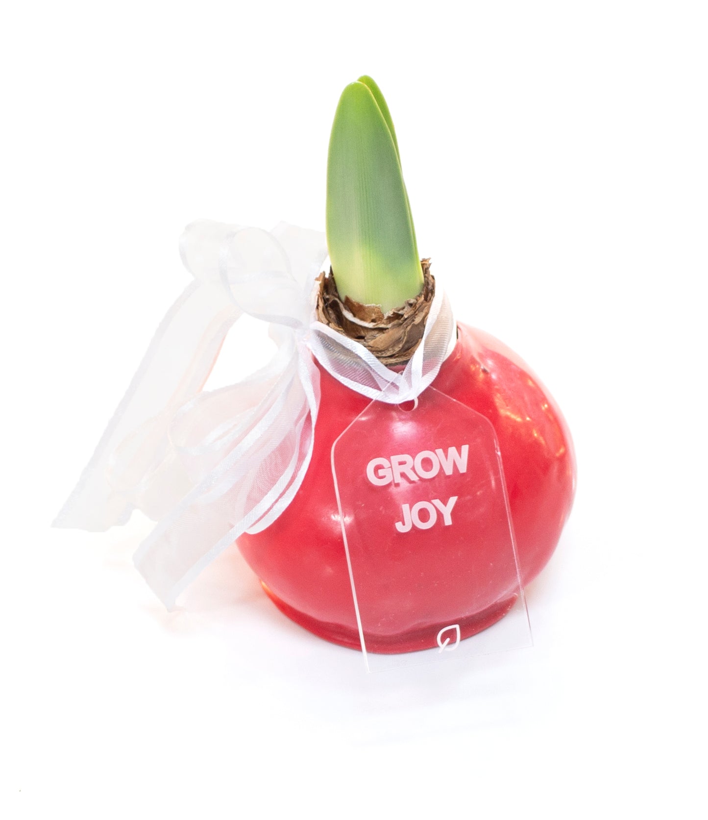 Red Waxed Amaryllis Bulb, Red Bloom Sold Out