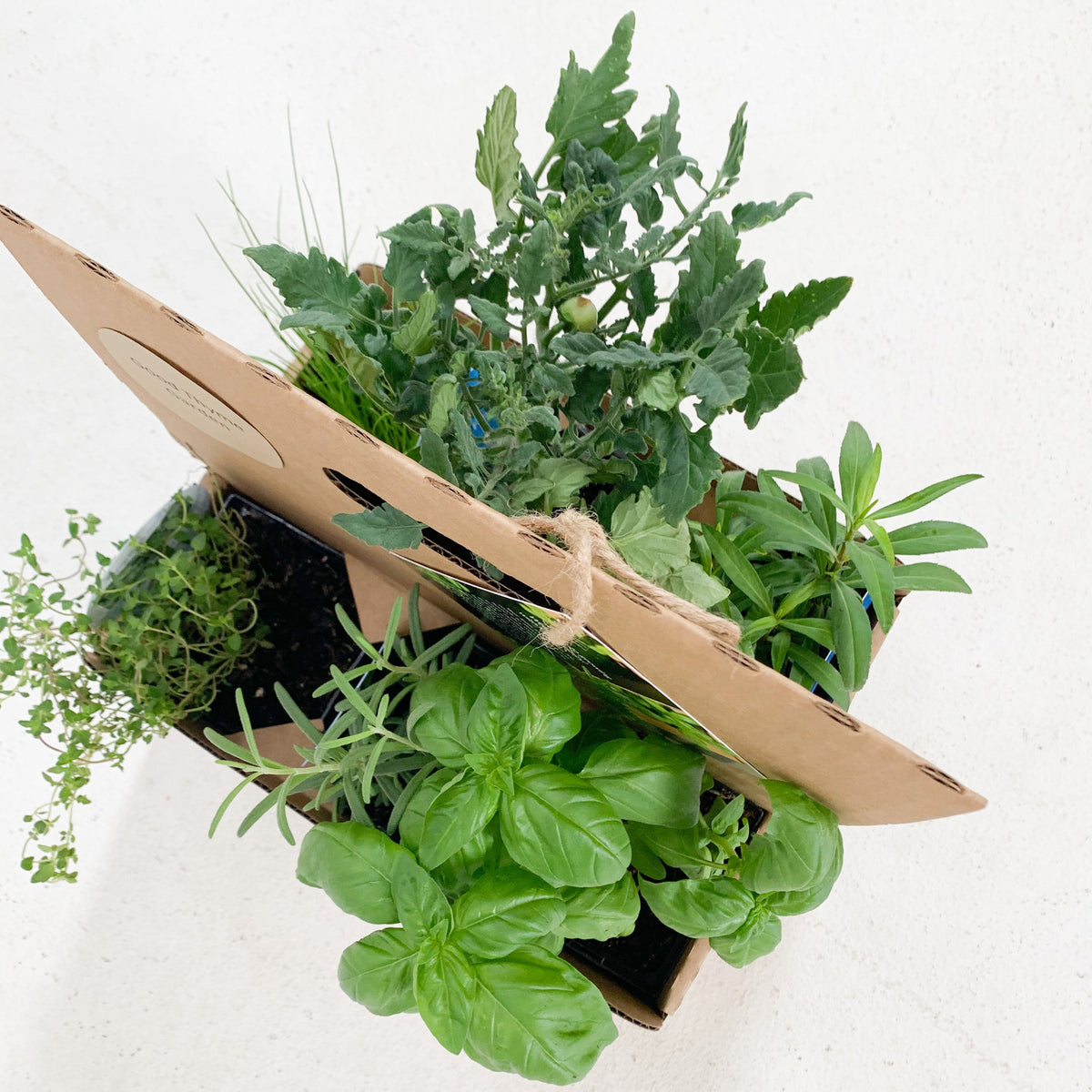 Brunch Bag Garden Kit with seasonal herb plants