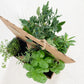 Brunch Bag Garden Kit with Herb Plants - Goody