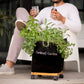 Cocktail Herb Garden Kit with Plants - Goody
