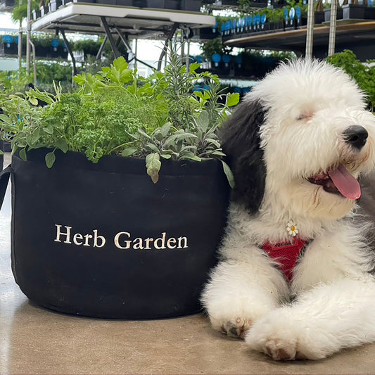Culinary Herb Garden Kit with Plants - Goody