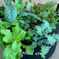 Salad Garden Kit with leafy greens & herbs