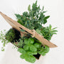Taco Toppings Garden Kit with tomato plant & herbs