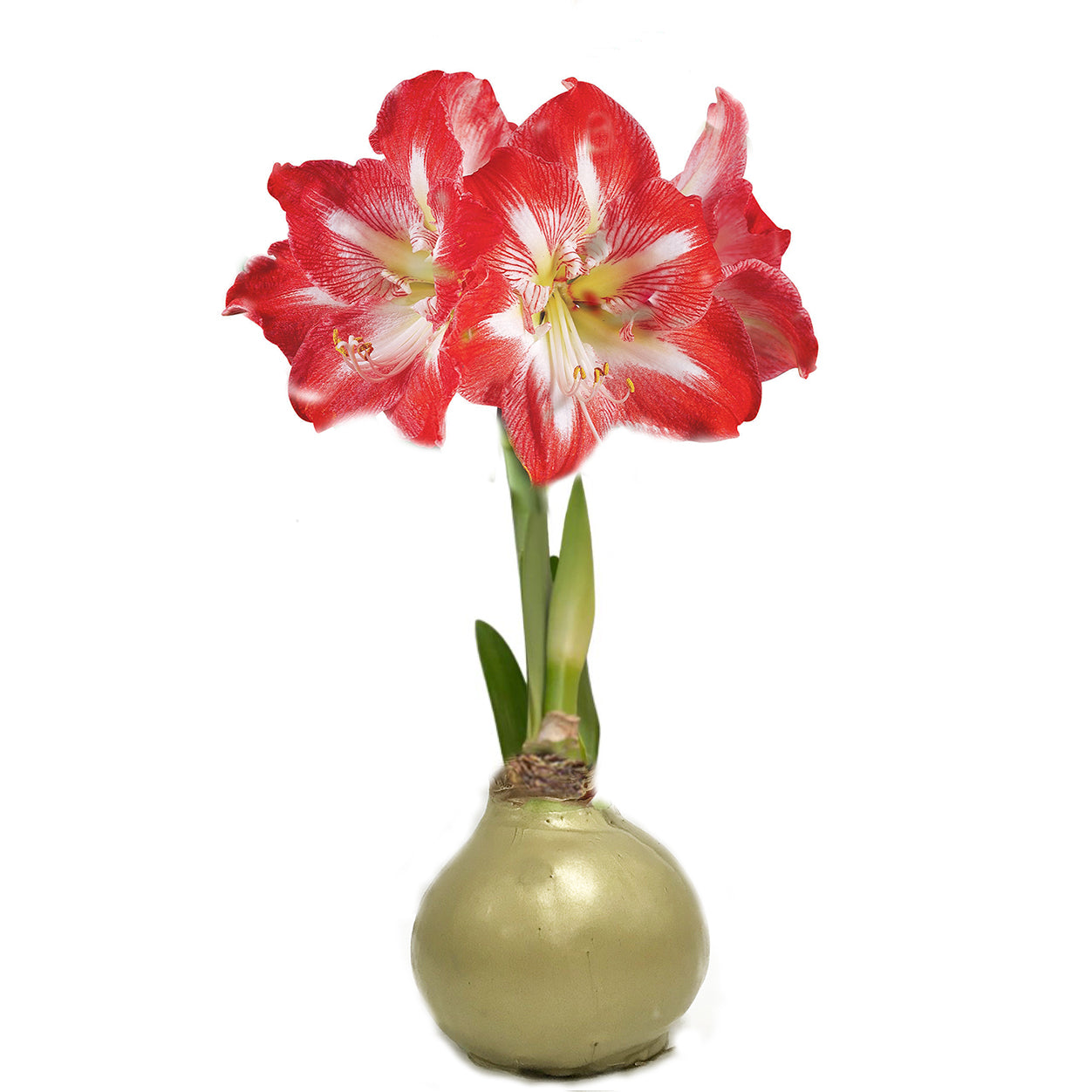Gold Waxed Amaryllis Bulb, Peppermint Bloom - Sold Out