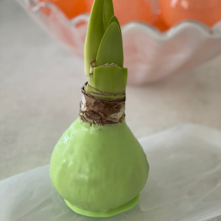 Mint Waxed Amaryllis Bulb with Sovereign Bloom