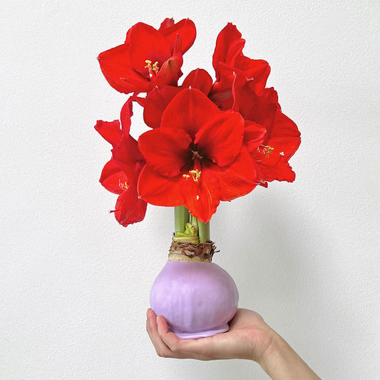 Lilac Waxed Amaryllis Bulb with Sovereign Bloom